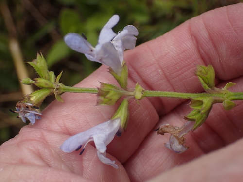 Salvia repens, photograph 2