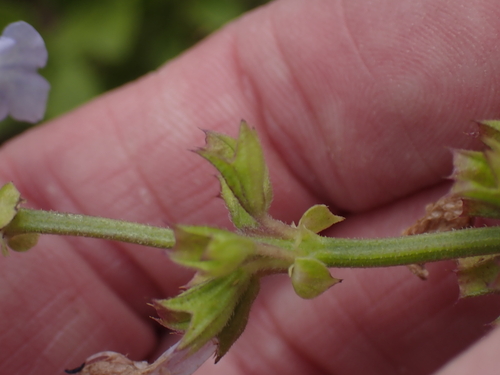 Salvia repens, photograph 3