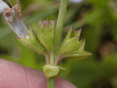 Salvia repens, photograph (c) Andrew Hankey, some rights reserved (CC BY-SA)