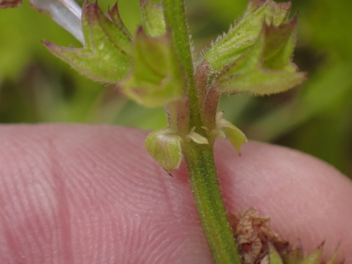 Salvia repens, photograph 5