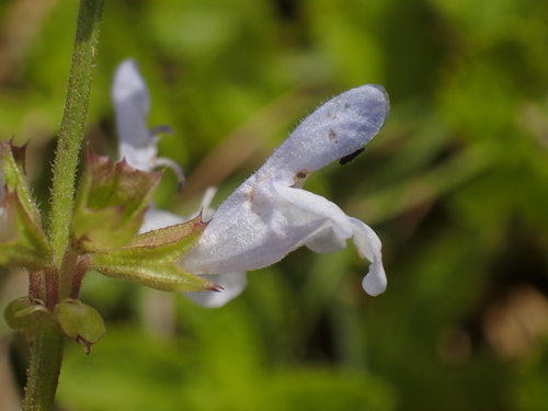 Salvia repens, photograph 6