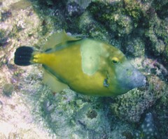 Cantherhines macrocerus