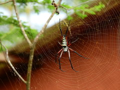 Trichonephila sumptuosa