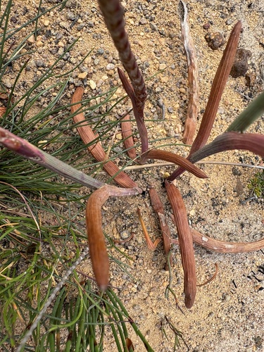 Hollowleaf Combflower (Micranthus tubulosus)