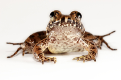 Wagner's White-Lipped Frog photo 3