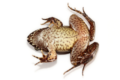 Wagner's White-Lipped Frog photo 4