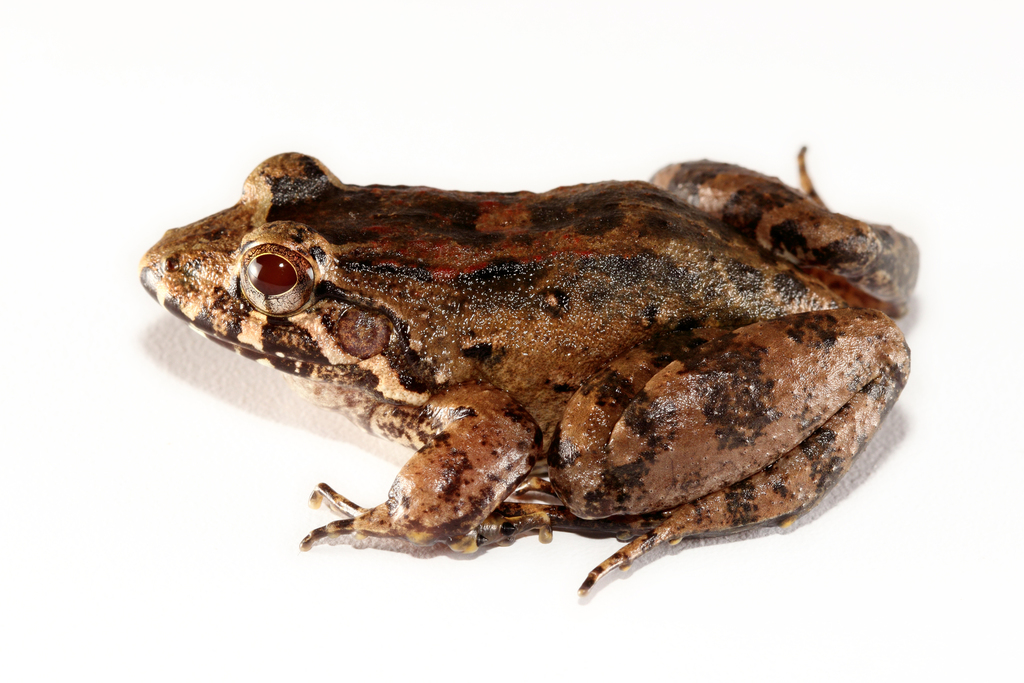 Wagner's White-Lipped Frog