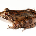 Leptodactylus wagneri - Photo (c) amphibiawebecuador, μερικά δικαιώματα διατηρούνται (CC BY-NC)