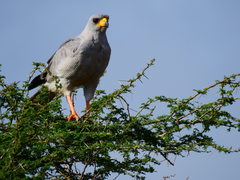 Melierax poliopterus