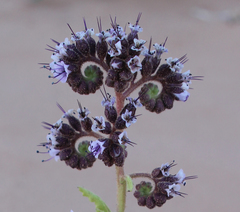 Phacelia constancei
