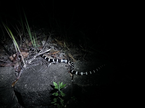 Eastern Bandy Bandy sighting