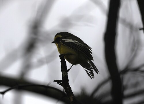 Tumbes Tyrant (Ochthoeca salvini), photo 2