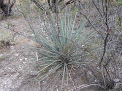 Dasylirion cedrosanum