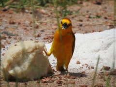 Ploceus castaneiceps