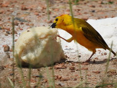Ploceus castaneiceps