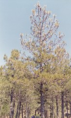 Thaumetopoea pityocampa
