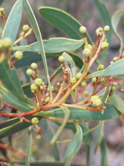 Acacia penninervis, photograph (c) Ruth Palsson, some rights reserved (CC BY-SA)