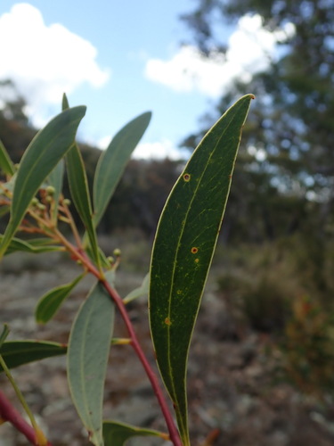 Acacia penninervis, photograph 4