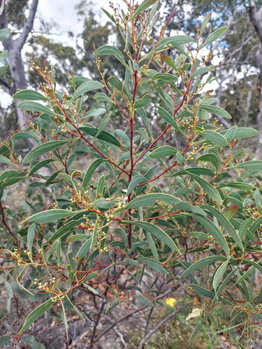 Acacia penninervis, photograph 5