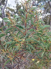 Acacia penninervis, photograph (c) Ruth Palsson, some rights reserved (CC BY-SA)