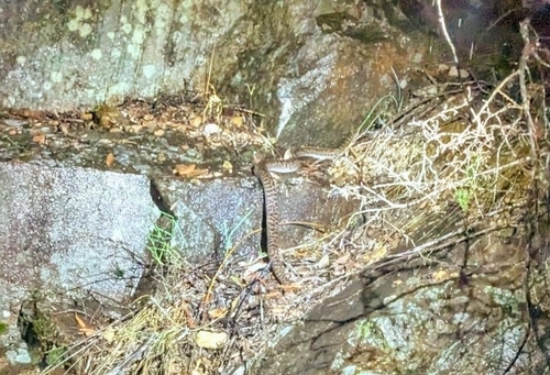 Spotted Python sighting