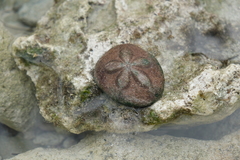 Clypeaster rosaceus