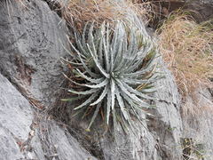 Hechtia mapimiana