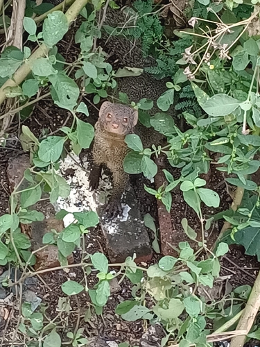 Indian Grey Mongoose