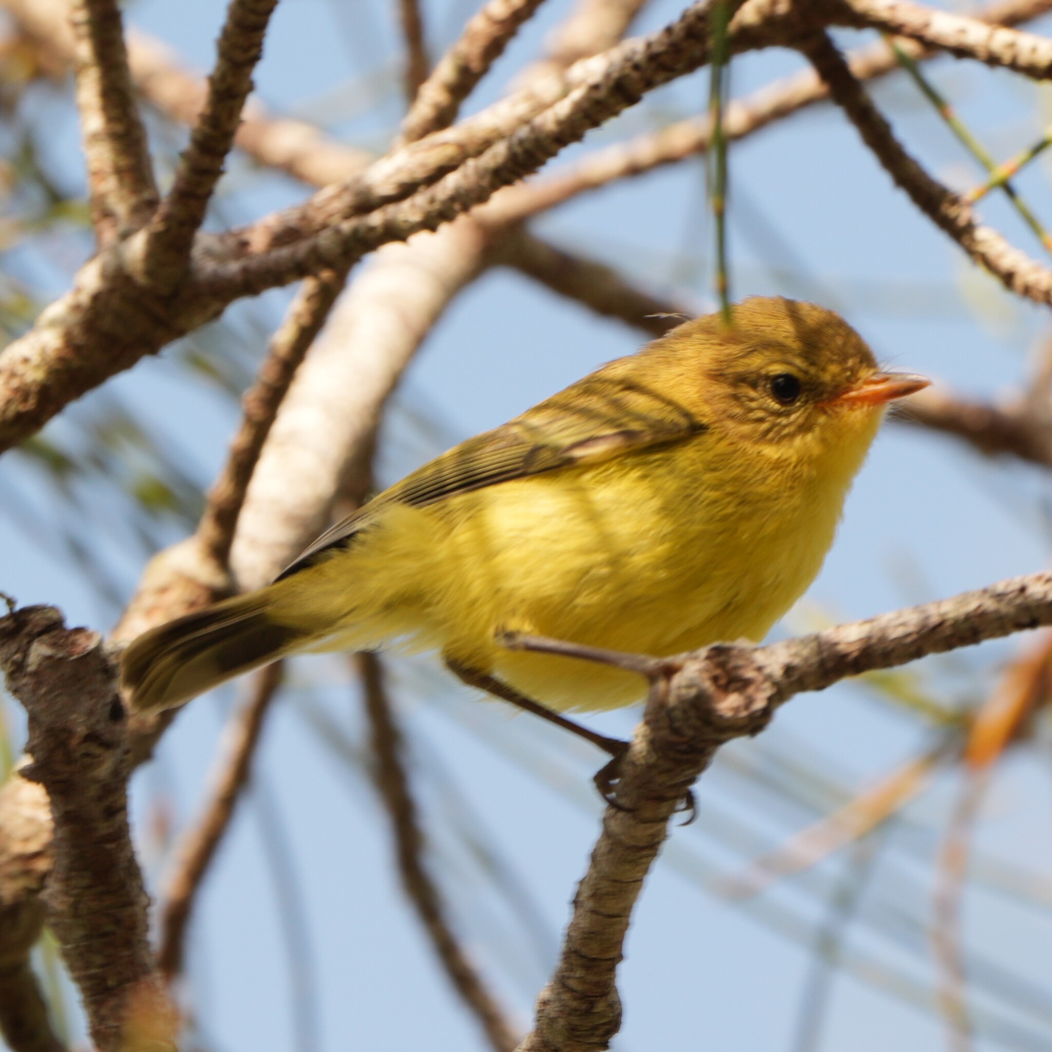 Acanthiza nana Vigors & Horsfield, 1827