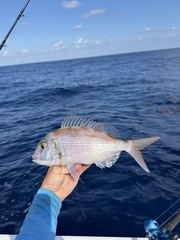 Couch's Sea-Bream photo 1