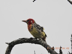 Trachyphonus erythrocephalus