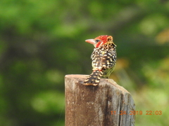 Trachyphonus erythrocephalus