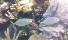 Caranx bartholomaei
