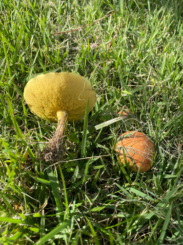 Suillus granulatus