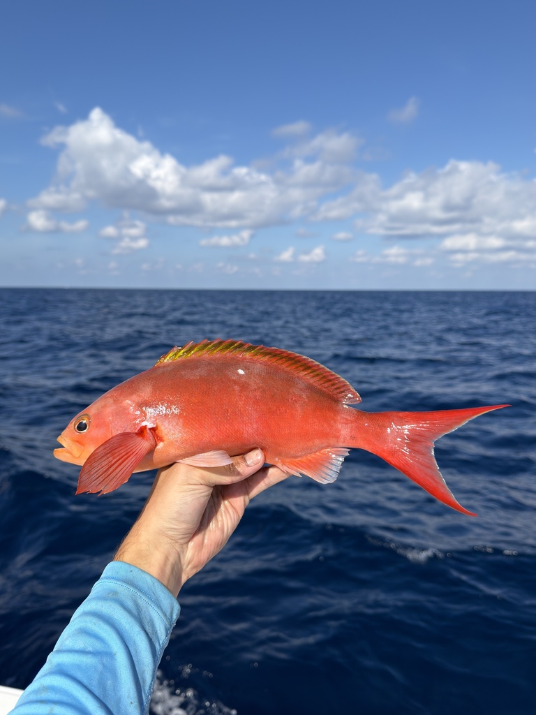 Creole-Fish