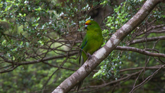 Cyanoramphus auriceps