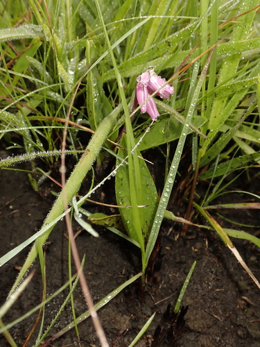 Resnova lachenalioides