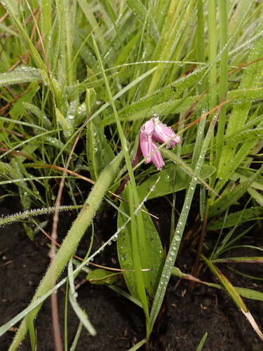 Resnova lachenalioides