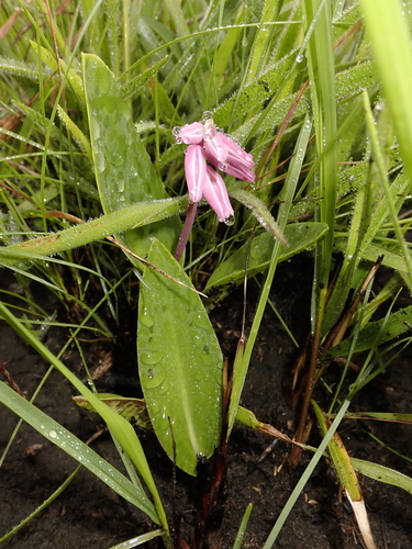 Resnova lachenalioides