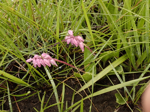 Resnova lachenalioides