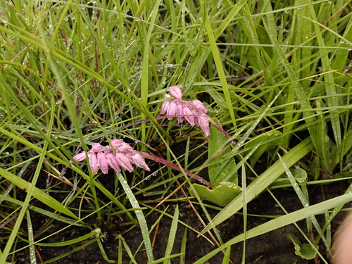 Resnova lachenalioides