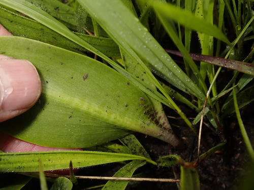 Resnova lachenalioides