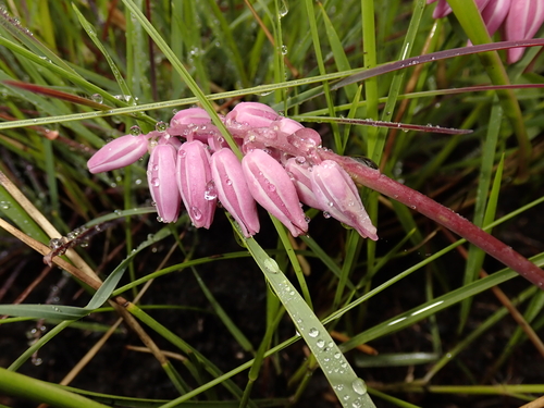 Resnova lachenalioides