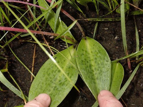 Resnova lachenalioides