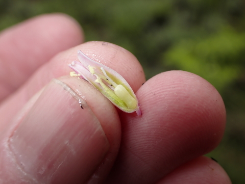 Resnova lachenalioides