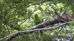 Cyanoramphus auriceps