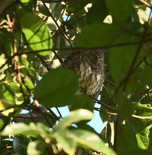 Collared Owlet
