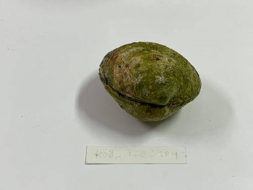 Warty Venus Clam