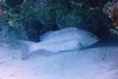 Mycteroperca interstitialis