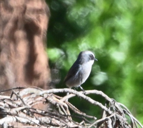 Grey Bushchat